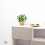 Civico 237 Napoli